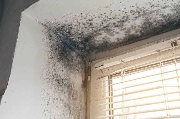 Affordable Mold Removal solutions in Fords, NJ